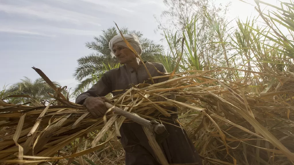 مزارعو القصب غاضبون من تدني زيادة سعر التوريد