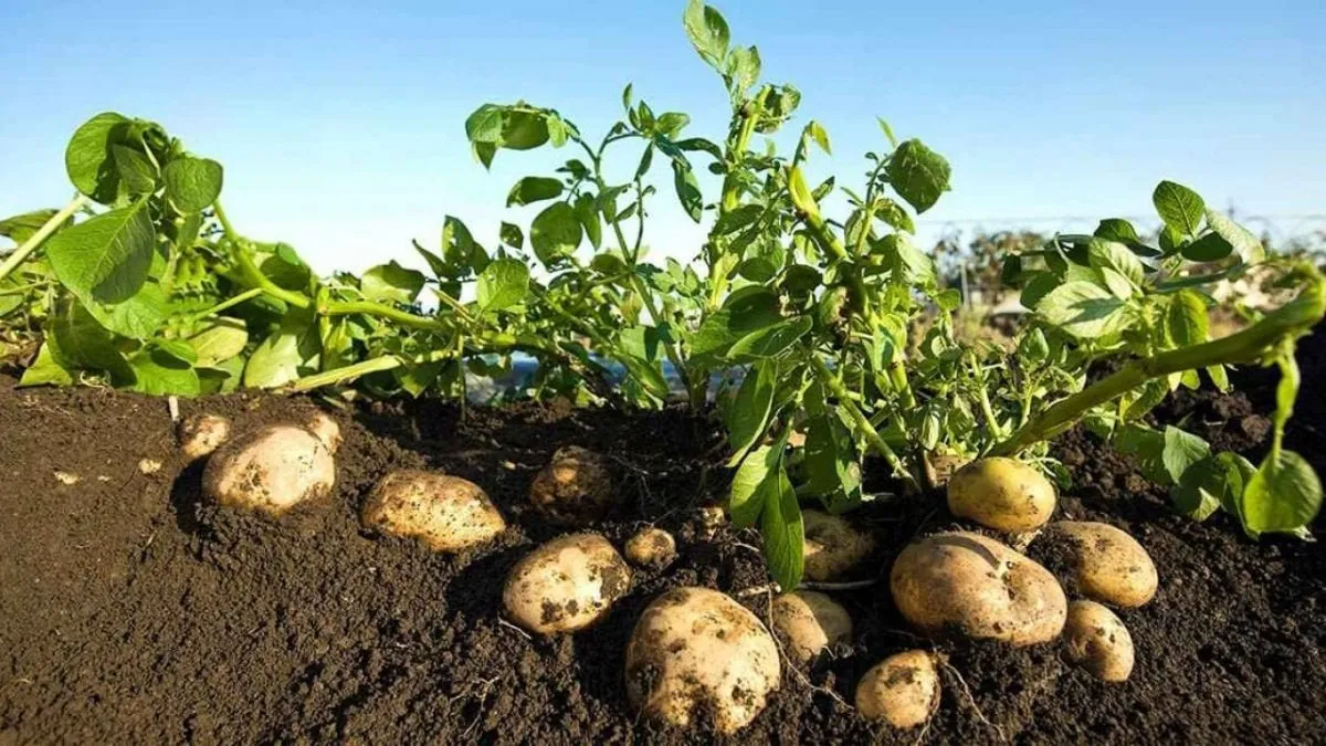 مزارعو البطاطس يشكون تعرضهم لخسائر فادحة رغم طفرة التصدير