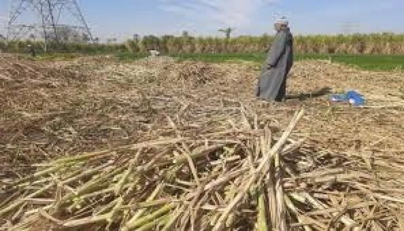 مستحقات مزارعي القصب تتأخر لأكثر من شهرين