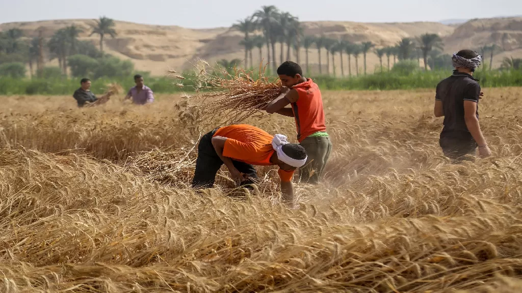 التموين: احتياطي القمح يكفي ٥ أشهر وتم توريد ٣.٨ طن منذ بداية الموسم