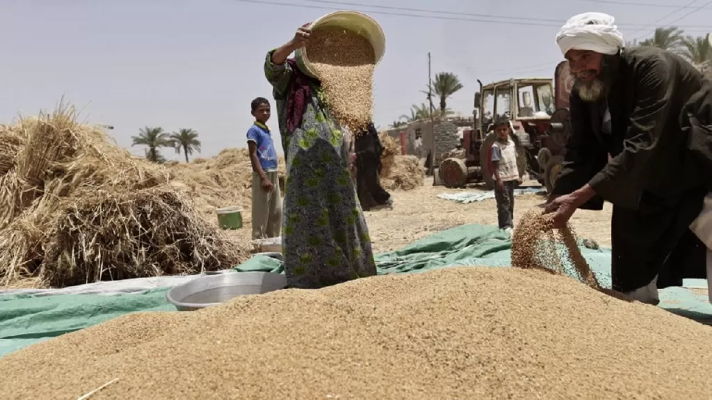 لقلة التوريد.. وزارة التموين تغلق 340 نقطة لاستلام القمح