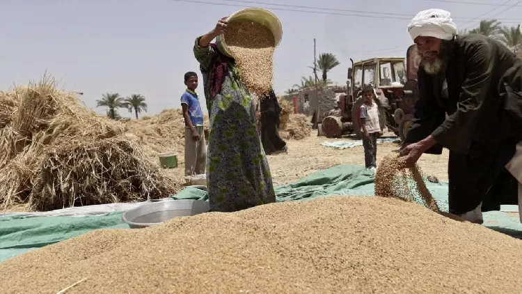 لقلة التوريد.. وزارة التموين تغلق 340 نقطة لاستلام القمح