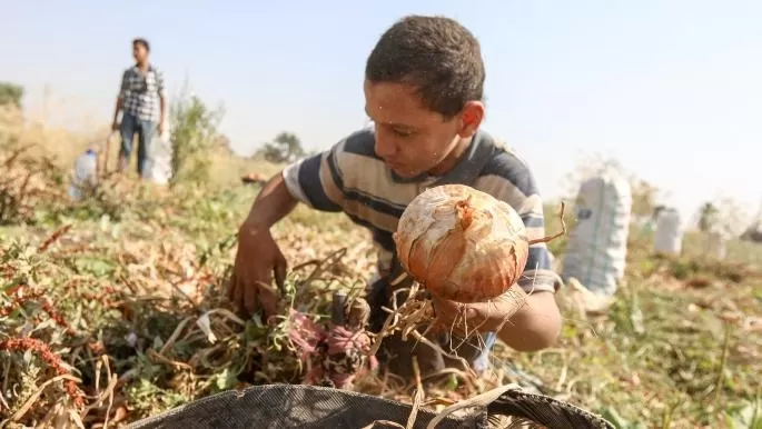 الحكومة المصرية تتراجع عن قرار حظر تصدير البصل