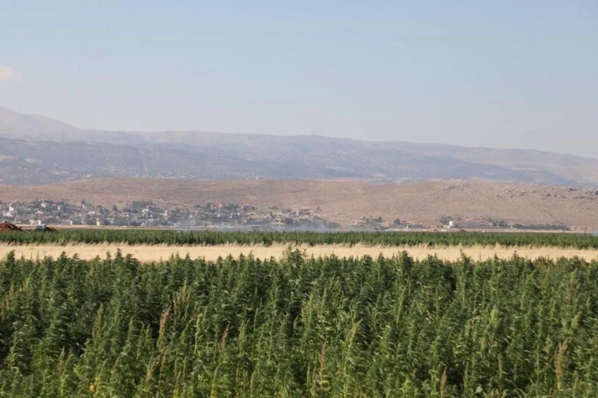 مصر تداهم مزرعة مخدرات بمليار جنيه في صحراء الإسماعيلية