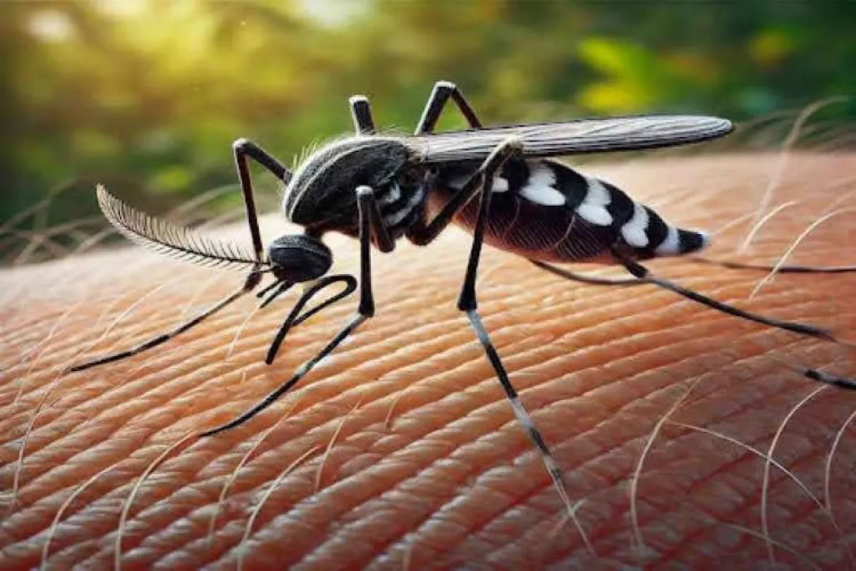 دراسة مصرية ترسم خريطة لبعوض ناقل للضنك في القصير وتدعو لإجراءات مركزة في المناطق الحضرية