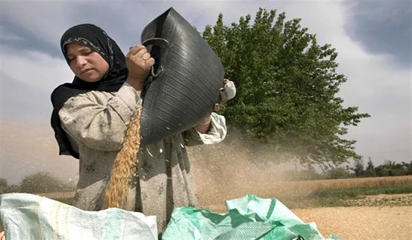 عاملات الزراعة في مصر يواجهن ظروف عمل قاسية